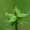 Carex rosea (Rosy sedge )