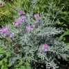 Centaurea 'Silver Feather' (Knapweed 'Silver Feather')
