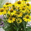 Echinacea 'SunSeekers Yellow' (SunSeekers Series) (Coneflower 'SunSeekers Yellow')