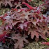 X Heucherella 'Red Rover' (Fun and Game Series) (Foamy bells 'Red Rover')