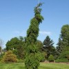 Picea omorika 'Bruns Pendula'