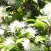 Syzygium australe 'Pinnacle' (Brush cherry 'Pinnacle')