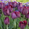 Tulipa 'Purple Lady' (Tulip 'Purple Lady')