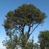 Banksia marginata (Silver Banksia)