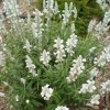 Salvia farinacea 'Victoria White' (Mealy sage 'Victoria White')