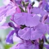 Salvia 'So Cool Purple' (So Cool Series)