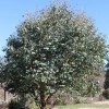 Eucalyptus neglecta (Omeo gum)