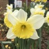 Narcissus 'Las Vegas' (Daffodil 'Las Vegas')