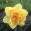 Narcissus 'Jack the Lad' (Daffodil 'Jack the Lad')