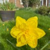 Narcissus (any hardy variety) (Daffodil (any hardy variety))