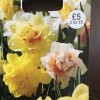 Narcissus (any hardy variety) (Daffodil (any hardy variety))