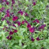 Salvia (any hardy shrub variety) (Sage (any hardy shrub variety))
