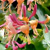 Lonicera (any hardy, evergreen, climbing variety) (Honeysuckle (any hardy, evergreen, climbing varie