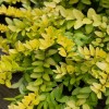 Lonicera (any hardy, evergreen, shrub variety) (Honeysuckle (any hardy, evergreen, shrub variety))