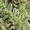 Lonicera (any hardy, evergreen, shrub variety) (Honeysuckle (any hardy, evergreen, shrub variety))