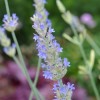 Lavandula x heterophylla (Gaston Allard Group) 'Meerlo' (Sweet lavender 'Meerlo')