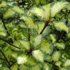 Pittosporum tenuifolium (any variety) (Pittosporum (any variety))