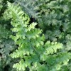 Dryopteris (any variety) (Buckler fern (any variety))