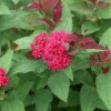 Spiraea (any S. japonica or S. douglasii variety) (Spirea (any S. japonica or S. douglasii variety))