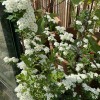 Spiraea (any S. japonica or S. douglasii variety) (Spirea (any S. japonica or S. douglasii variety))