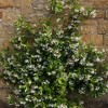 Trachelospermum (any variety) (Jasmine (any variety))
