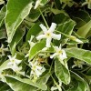 Trachelospermum (any variety) (Jasmine (any variety))