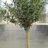 Olea europaea (any variety) (Olive (any variety))