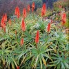 Aloe (any succulent variety) (Aloe (any variety))