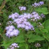 Conoclinium coelestinum (Blue mistflower)