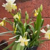 Narcissus 'Starlight Sensation' (Daffodil 'Starlight Sensation')