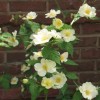 Kerria japonica 'Albescens' (Japanese rose 'Albescens')