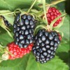 Rubus fruticosus 'Apache' (Blackberry 'Apache')