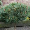 Pinus nigra 'Pierrick Bregeon' (Austrian pink 'Pierrick Bregeon')