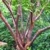 Prunus himalaica
