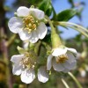 Prunus himalaica (Himalayan cherry)