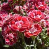 Dianthus 'Coronation Ruby' (Pink 'Coronation Ruby')