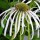 Echinacea pallida 'Hula Dancer'