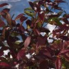 Trachelospermum jasminoides 'Winter Ruby'