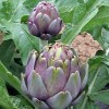 Cynara cardunculus (Scolymus Group) 'Violetto di Chioggia' 
