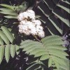 Sorbus aucuparia 'Fastigiata' (Rowan 'Fastigiata')