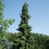 Picea omorika 'Berliner's Weeper'