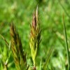 Anthoxanthum odoratum (Sweet vernal grass)