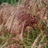 Miscanthus sinensis 'Red Cloud'