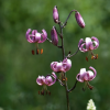 Lilium martagon (Turk's cap lily)