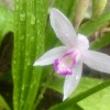 Bletilla striata 'Kuchi-beni' (Hyacinth orchid 'Kuchi-beni')