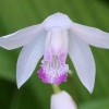 Bletilla striata 'Kuchi-beni' (Hyacinth orchid 'Kuchi-beni')