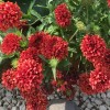 Gaillardia pulchella 'Red Plume' (Indian blanket 'Red Plume')
