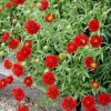 Gaillardia pulchella 'Red Plume' (Indian blanket 'Red Plume')