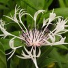 Centaurea montana 'Lady Flora Hastings' (Mountain cornflower 'Lady Flora Hastings')
