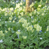 Primula vulgaris (Primrose)